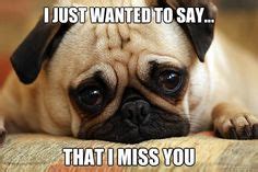 We want you to remember. I MISS YOU ANIMAL MEMES image memes at relatably.com