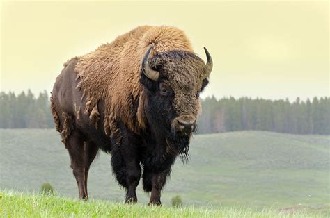 O xénero comprende seis especies, das que só dúas sobreviven actualmente, o bisonte americano (bison bison) e o bisonte europeo (bison bonasus). Bisonte Americano (Bison Bison)