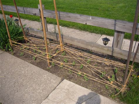 Trellis Idea For Peas Pea Trellis Patio Gardening Tips Peas Outdoor