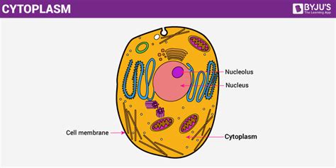 Cytoplasm The Structure And Function Of Cells Cytoplasm