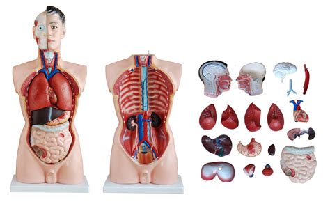 These will help you study the anatomy further and it's a great aid for. 85CM Male Anatomical Torso 19 Parts Model
