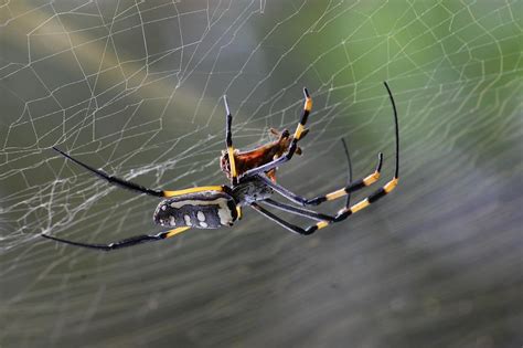 Viva dulce Morgue mejor insecticida para arañas Acostumbrar liberal