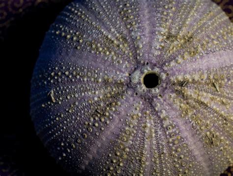 Closeup Of A Sea Urchin Stock Image Image Of Beach Animal 86113813