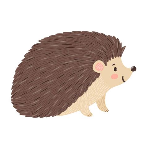 Collection Of Hedgehog Clipart Free Download Best Hed