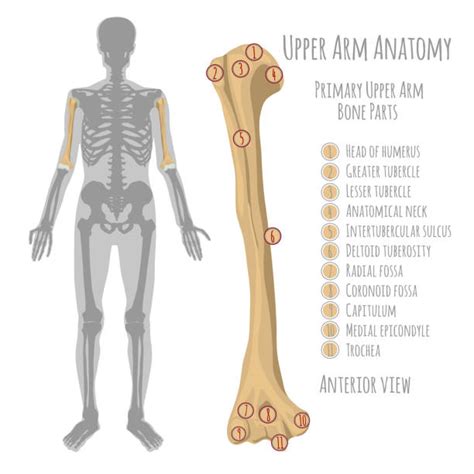 Complete with color map and bump map. Royalty Free Ulna Clip Art, Vector Images & Illustrations ...