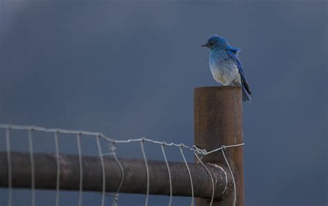 Mountain Bluebird Big Day Birds Calgary