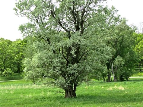 Cottonwoods Are Massive Shade Trees In The Landscape That Said Before