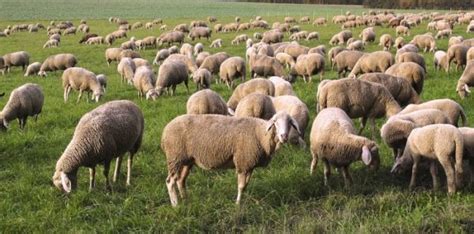 Sheep Farming Business For Beginners Agri Farming