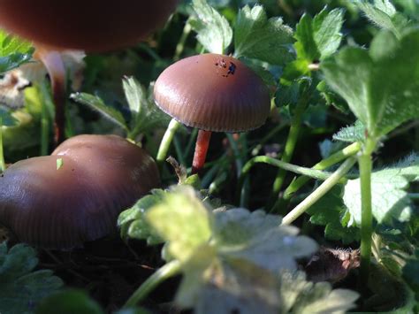 2014 Psilocybe Quebecensis Mushroom Hunting And Identification