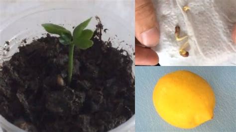 How To Grow Lemon Tree From Seed Youtube