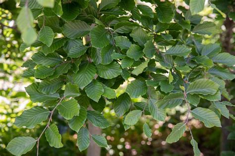 6 Common Varieties Of Beech Trees