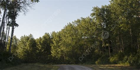 Background Pepohonan Di Kedua Sisi Jalan Tanah Dan Gambar Untuk
