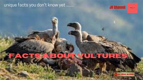 Unique Facts About Vultures Unique Facts You Dont Know Yet Youtube