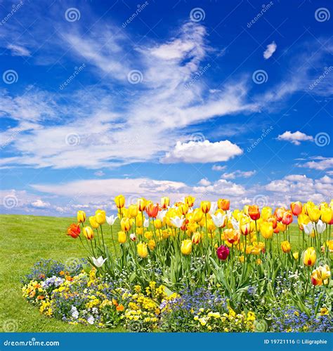 Tulip Flowers Field On Blue Sky Stock Photo Image Of Blossom