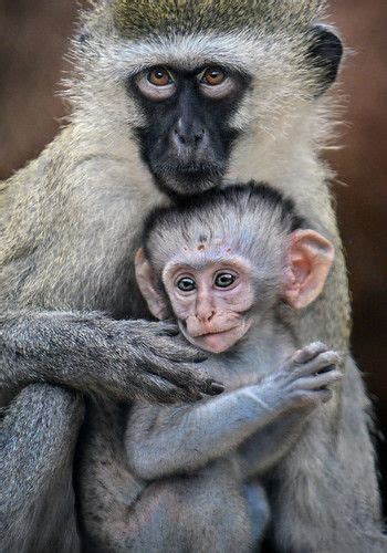 Protective Custody Mother And Baby Animals Vervet Monkey Animals
