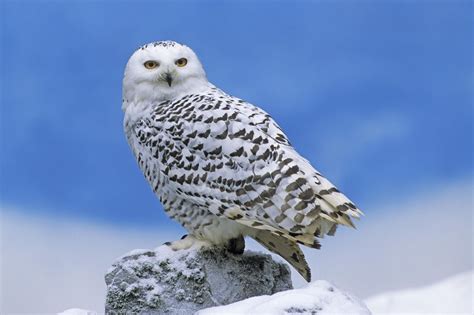 Snowy Owl Animal Wildlife