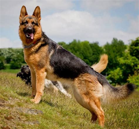 German Shepherd Dogs Interesting Facts And Information Tail And Fur