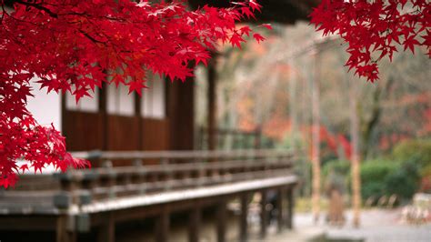 1920x1080 1920x1080 Landscape Tree Leaves Branch Japan Autumn