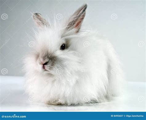 White Fluffy Rabbit Royalty Free Stock Photo 8495607