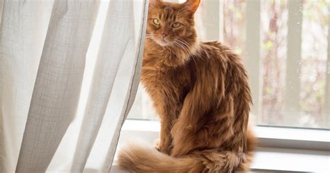 The Somali Cat What Is It Like As A Pet Sepicat