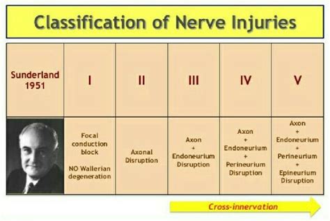 In 1953, sunderland expanded seddon's classification from three to five degrees of peripheral nerve injury. Nerve injuries _ 01 Sunderlands Classification ...