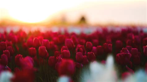 2560x1440 Tulips Flowers Field 1440p Resolution Hd 4k