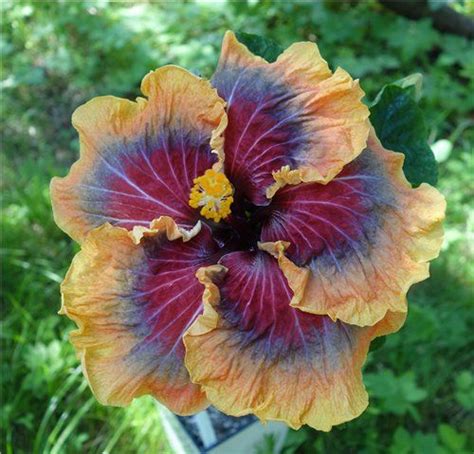 Hibiscus Tahitian Purple Passion One Of The Color Forms Of An Out