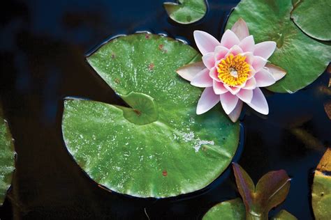 Lily Pad Wallpapers Top Free Lily Pad Backgrounds Wallpaperaccess