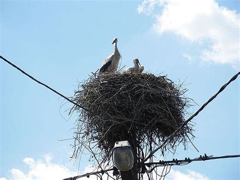 12 Bird Nests In Unusual Places Get Inspired By Nature Bit Rebels