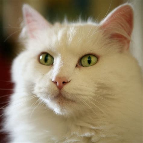 Gatos Blancos Ojos Azules Imagui