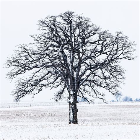 Lone Winter Tree James Ward Ewing Winter Trees Lonely Snow