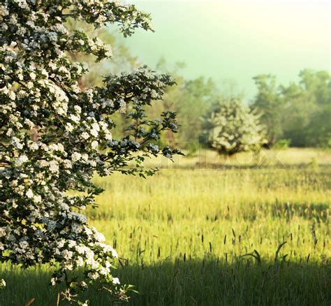 Summer Meadow Stock Image Colourbox