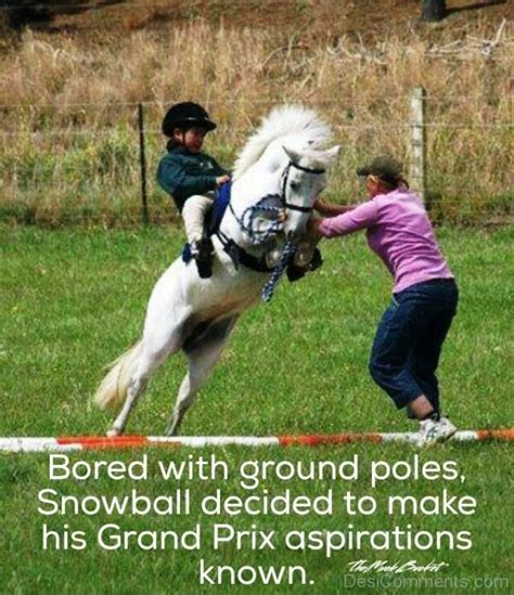 43 Top Funny Horse Memes Funny Pictures