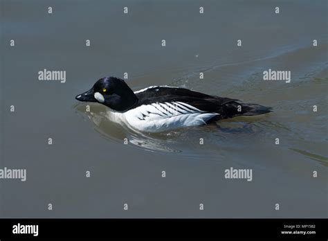 Male Goldeneye Bucephala Clangula A Diving Duck Swimming Stock