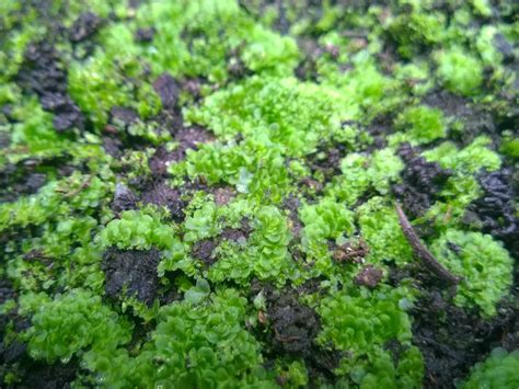 Raising Ferns From Spores - Sunil's Garden