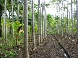 Agar benih cepat berkecambah, semaian ini ditutup dengan kain karung goni yang basah. Cara Menyemai Benih Sengon Solomon | KampusTani.Com