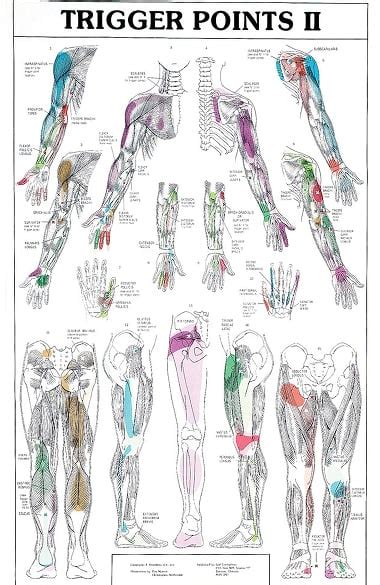 Human Body Trigger Points Chart