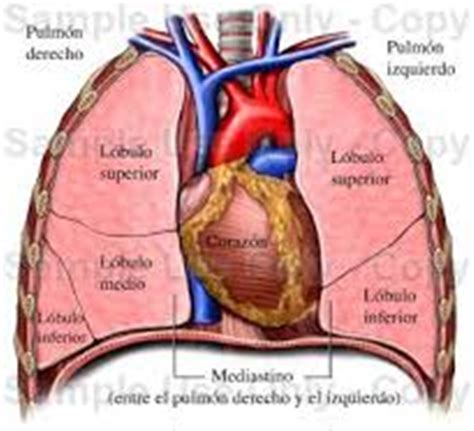 L Bulos De Los Pulmones Pulmones Anatomia Anatomia Cardiaca Y The Best Porn Website