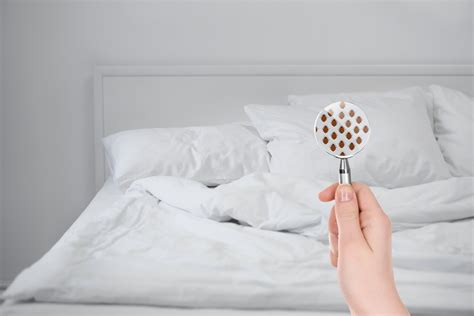 If you have a bed bug infestation, you need to find out so that you can get rid of the bed bugs. Five tips to check your hotel room for bed bugs - is this ...