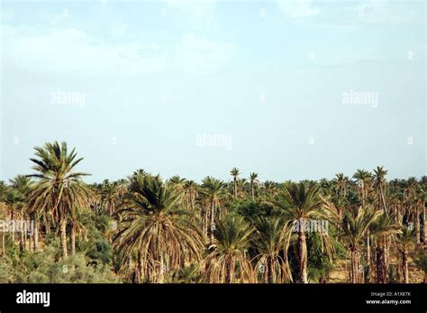 Date Palm Plantation In Nefta Town Tunisia Stock Photo Alamy