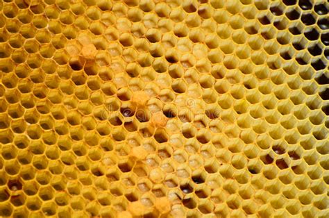 18981 Honeycomb Pattern Photos Free And Royalty Free Stock Photos From