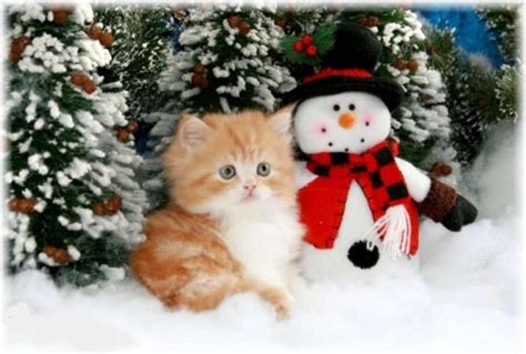 Free Download Christmas Kitten Wallpaper Forwallpapercom 897x605 For