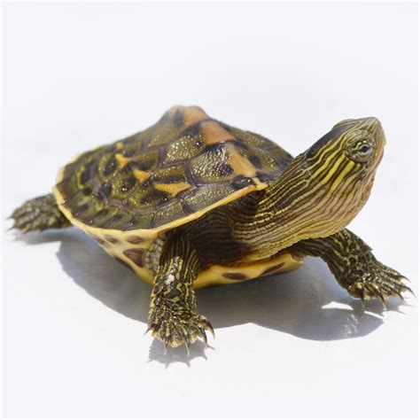 My Turtle Store Juvenile Golden Thread Turtles For Sale