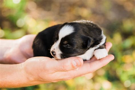 It's free to post an ad. Miniature Australian Shepherd Puppies For Sale ...