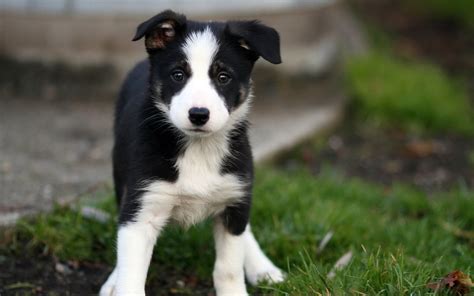 Beautiful Border Collie Puppy Goes On The Grass Wallpapers And Images