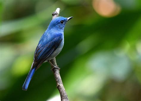 The Life Journey In Photography Pale Blue Flycatcher Sungai Congkak