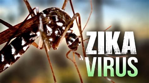 Virus Zika Síntomas Y Recomendaciones Grandes Enigmas Y Misterios Del