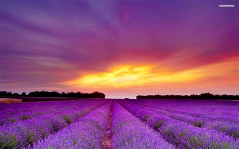 Lavender Field And Purple Sunset Wallpapers Lavender Field