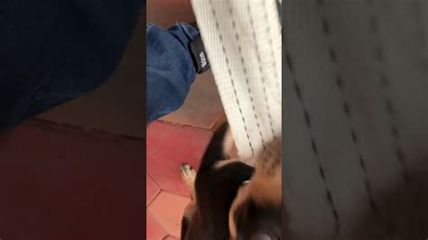 We did not find results for: Rottweiler boerboel mix. - YouTube