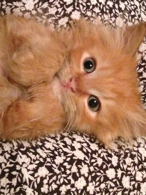 Fluffy Orange Kittens